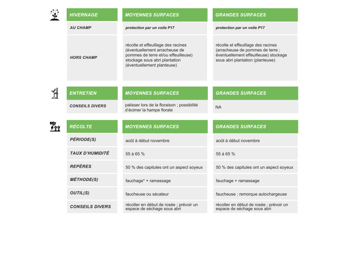 production-semences-chicoree-frisée-scarole-itineraire-technique