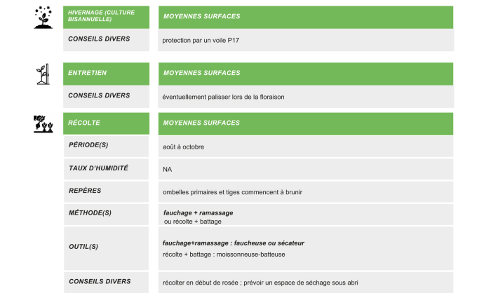 fenouil-graines-production-semence