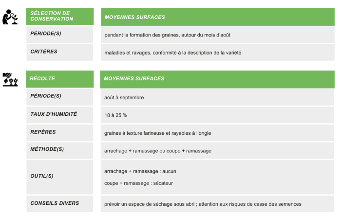 production-semences-haricot-d-espagne